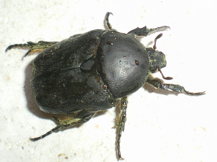 Protaetia (Netocia) morio